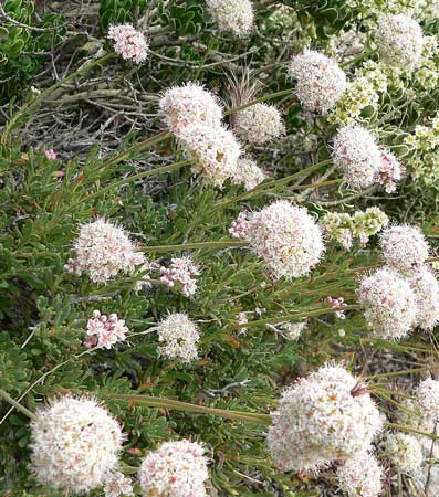 Flat top buckwheat flower spikes