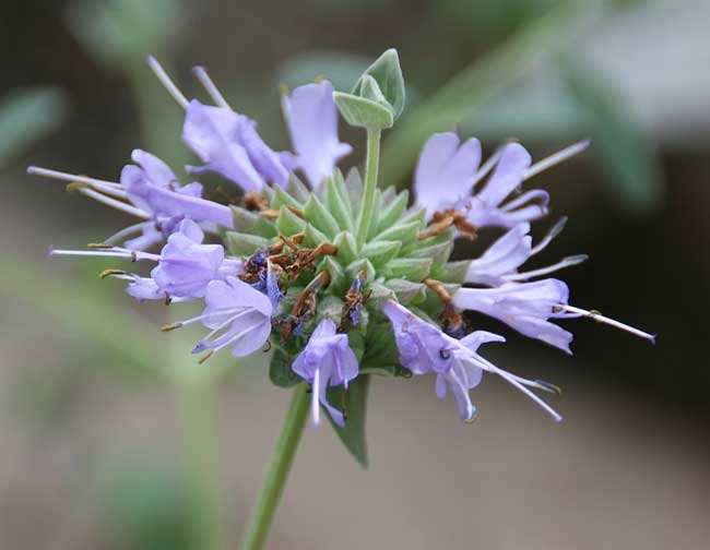 The purple flowers of the Cleveland sage