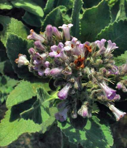 Yerba Santa
