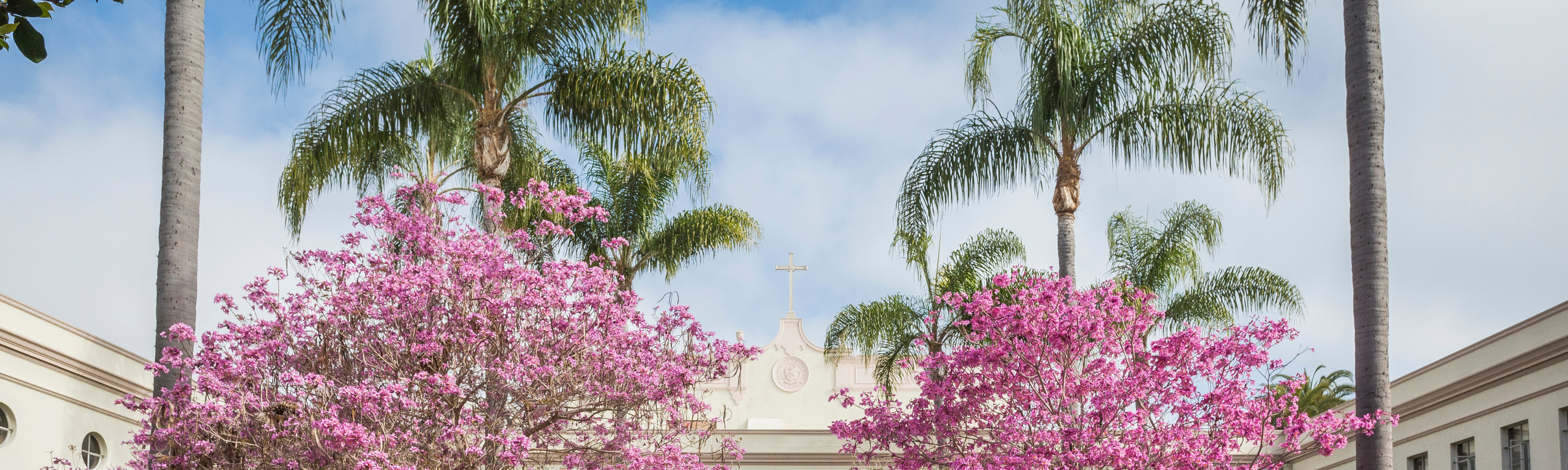 Top parts of pink floral trees and palm trees with the top of the white Shiley Theatrebuilding in the background