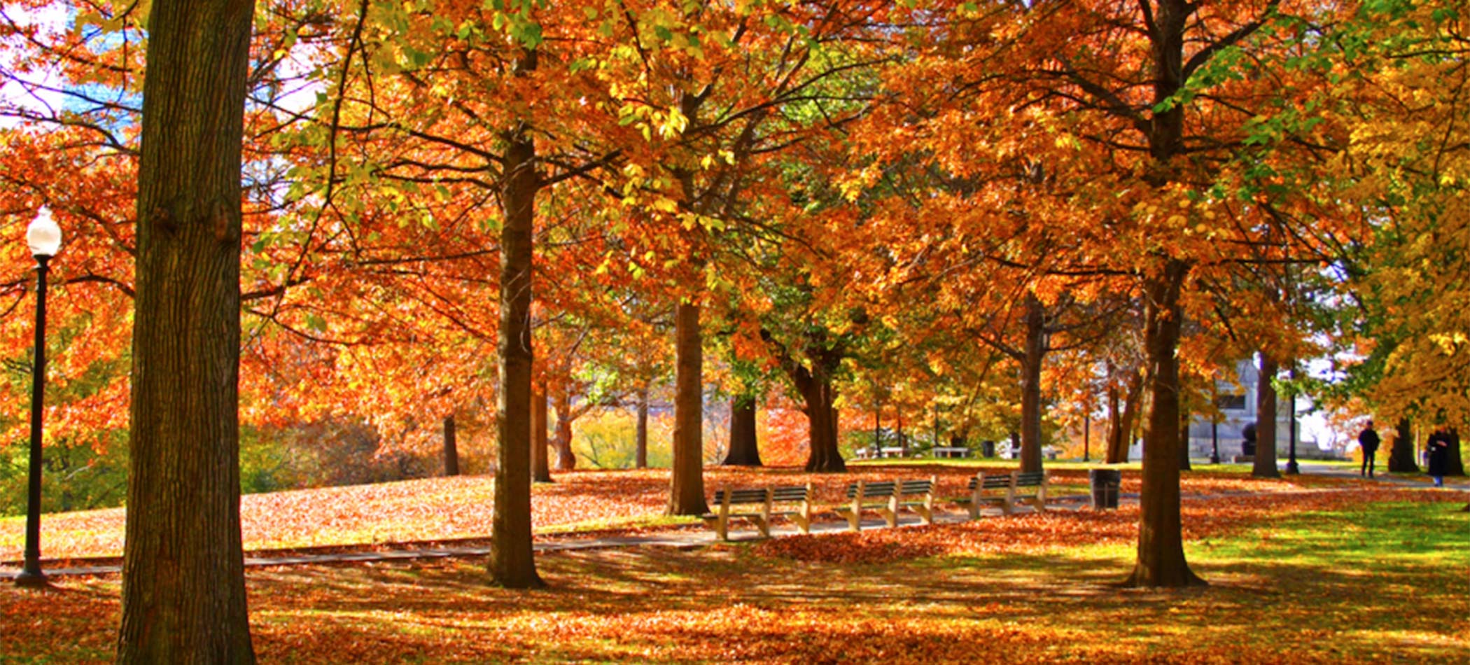 The trees in Boston Common
