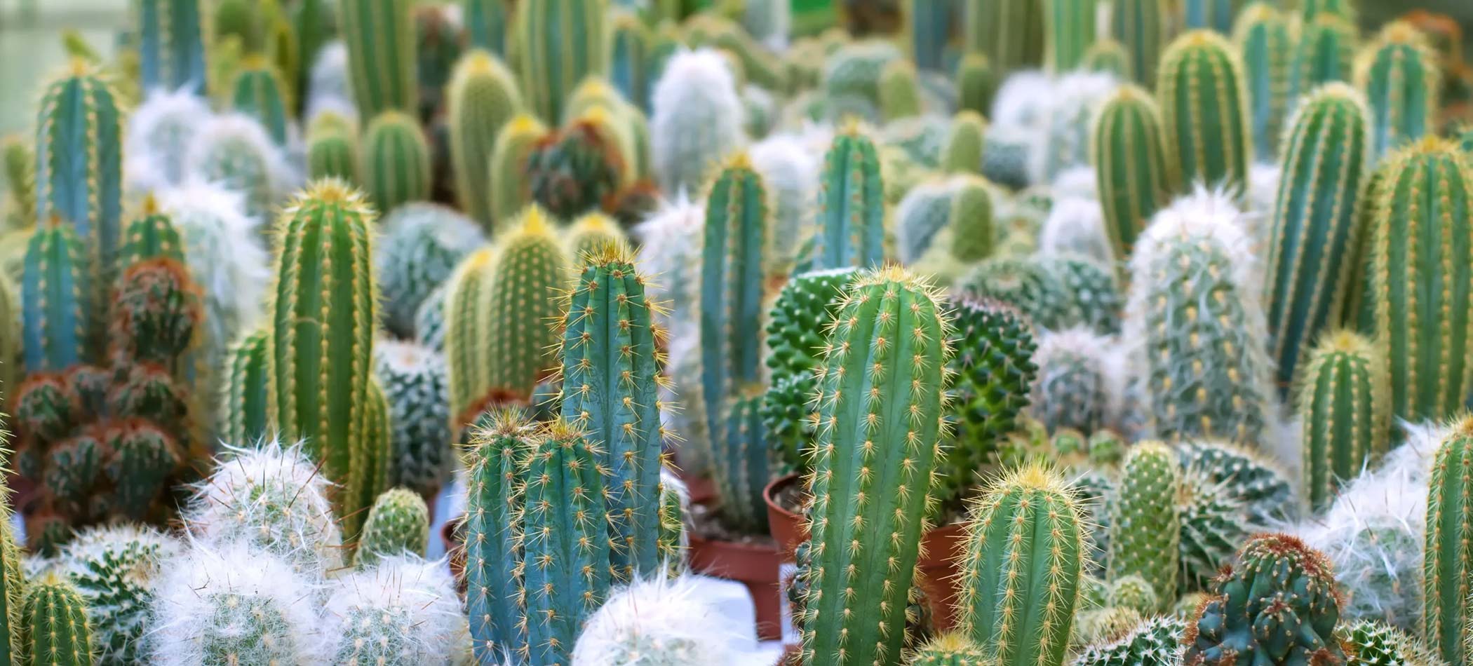 a cactus in phoenix, arizona