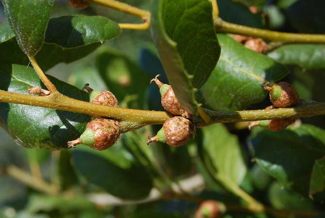 Acorns from the coast live oak