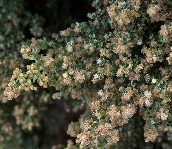 The flowers of the coyote brush