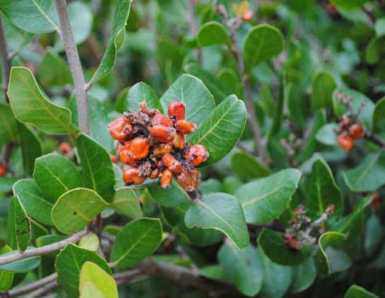 A cluster of lemonade berry fruit