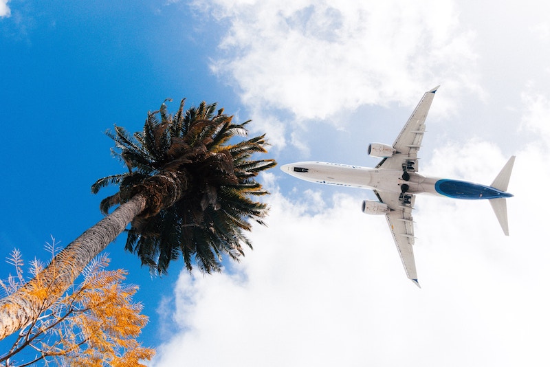 Airplane overhead with palm tree