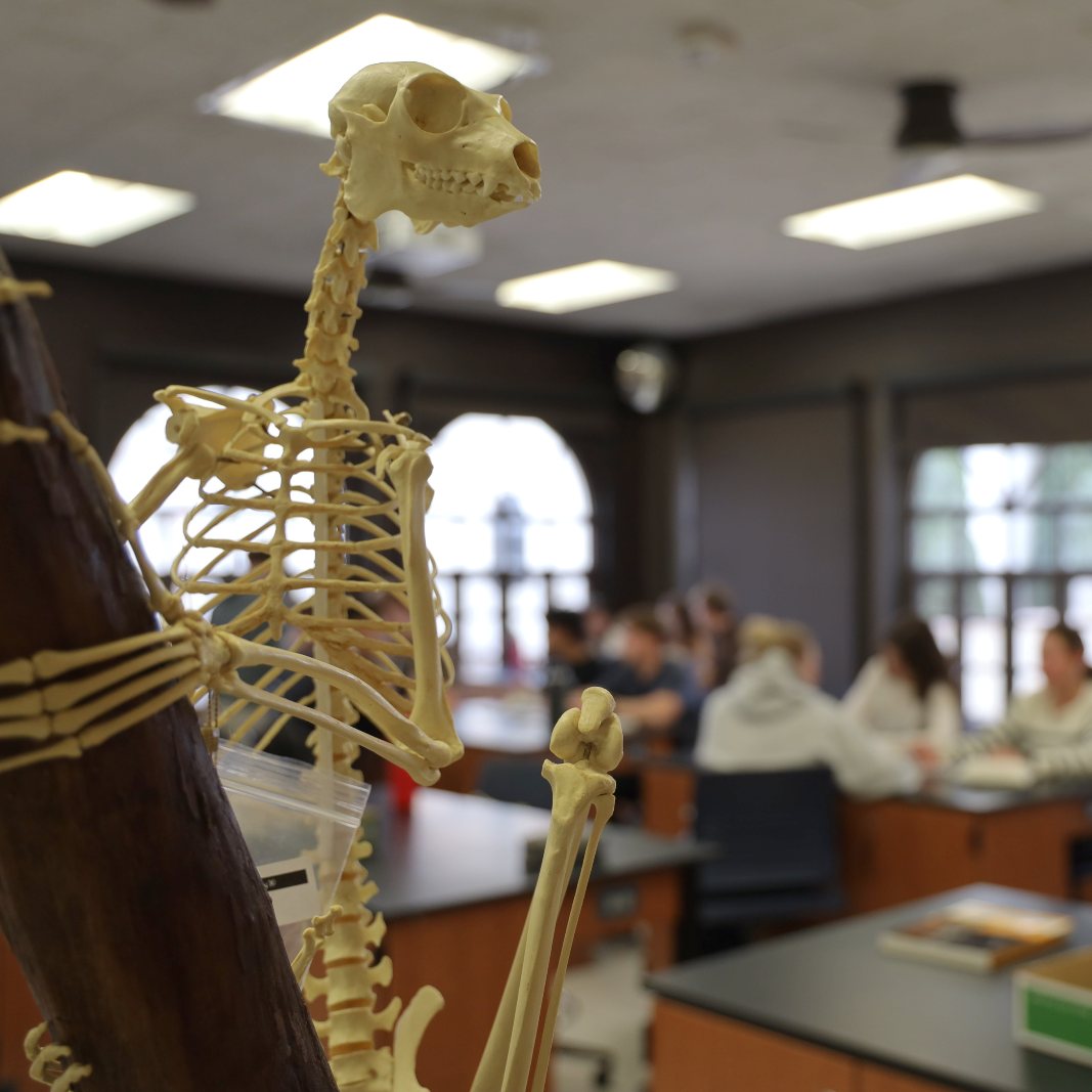 A skeleton of a small primate in the foreground with students working in the background.