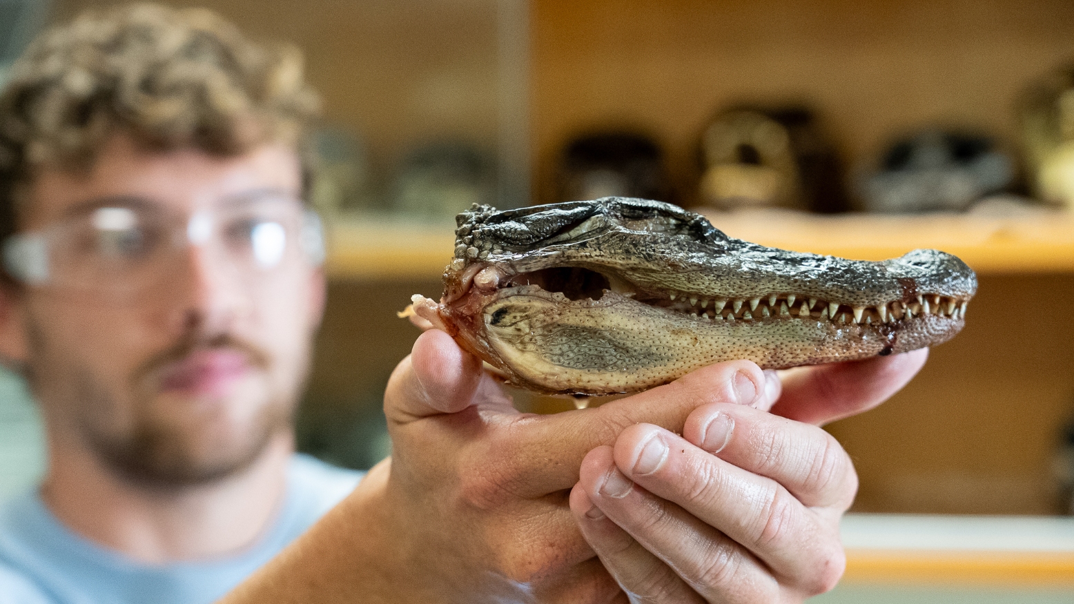 A student (blurred), holding up the head of a baby alligator.