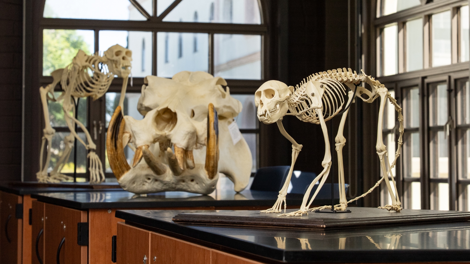 A monkey skeleton cast , a hippo skull cast, and another monkey skeleton cast on display.