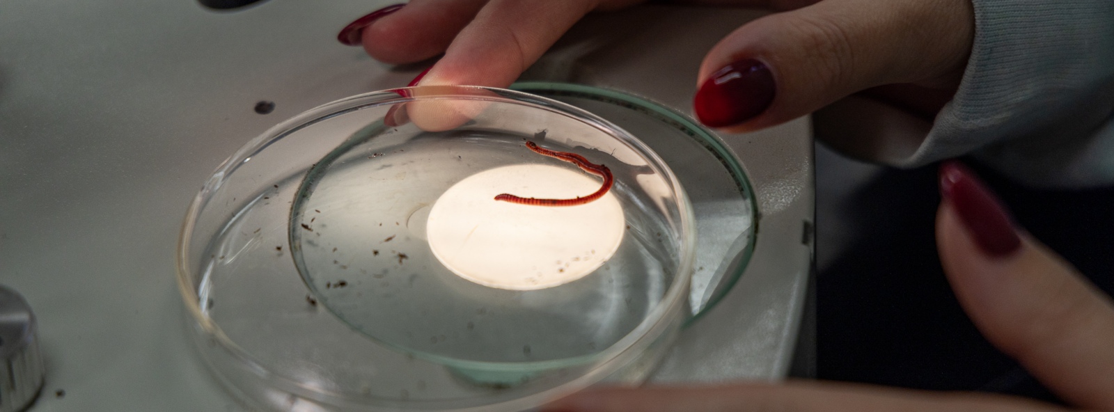 Background image for Fund Your Future in Biology at USD