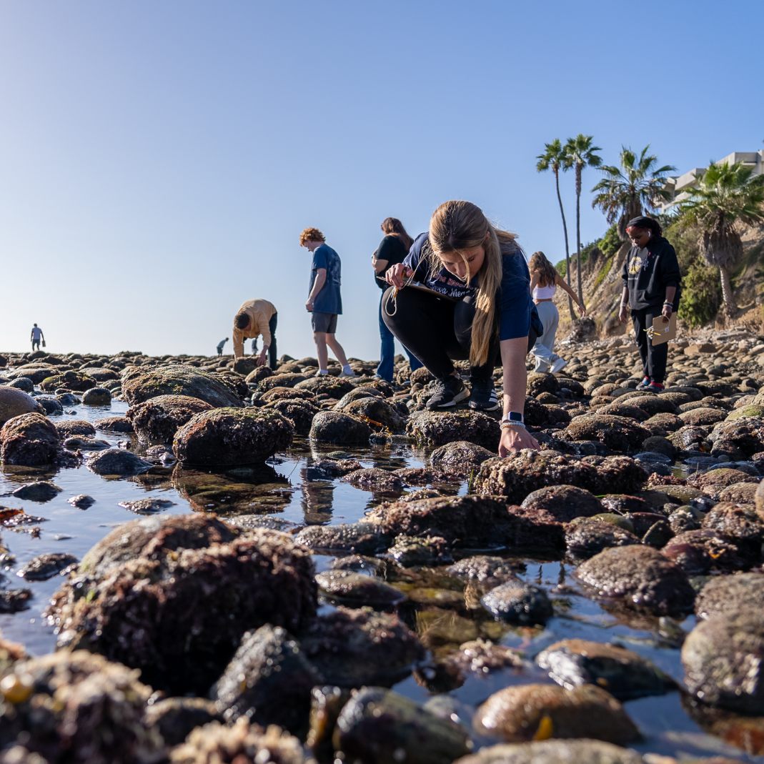Students on a field trip examining tidal pools.