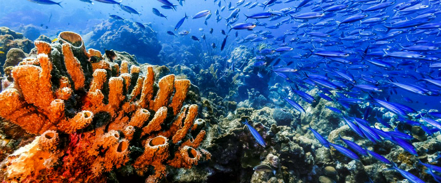 Marine Science Graduate Programs