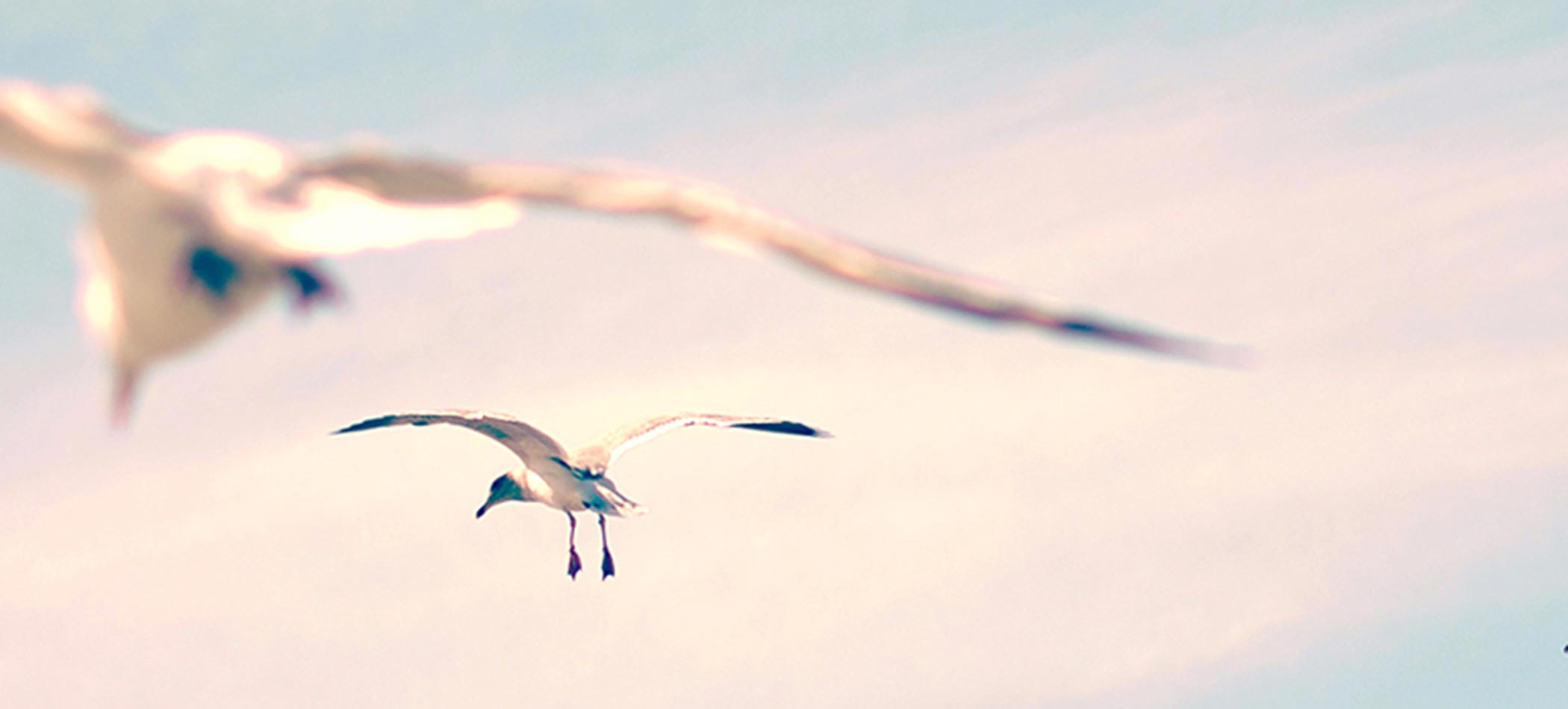 Birds flying