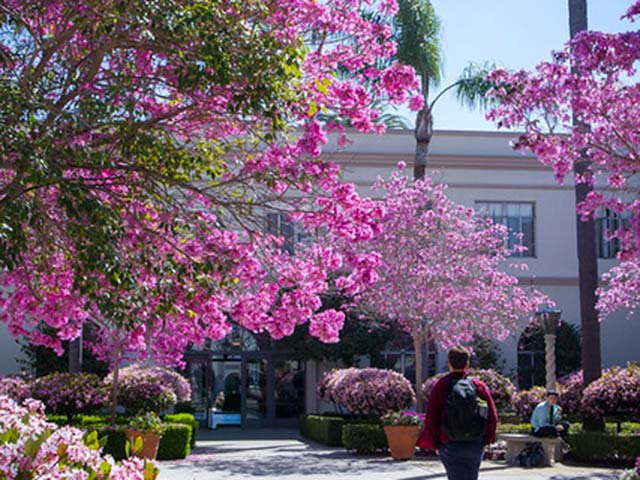 flowers on campus in the founders courtyard