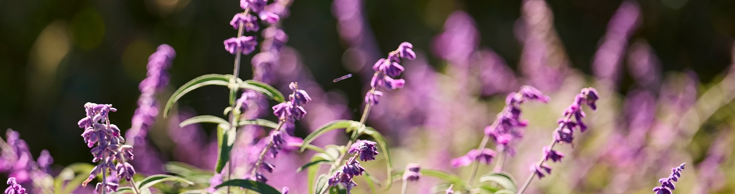 purple flowers