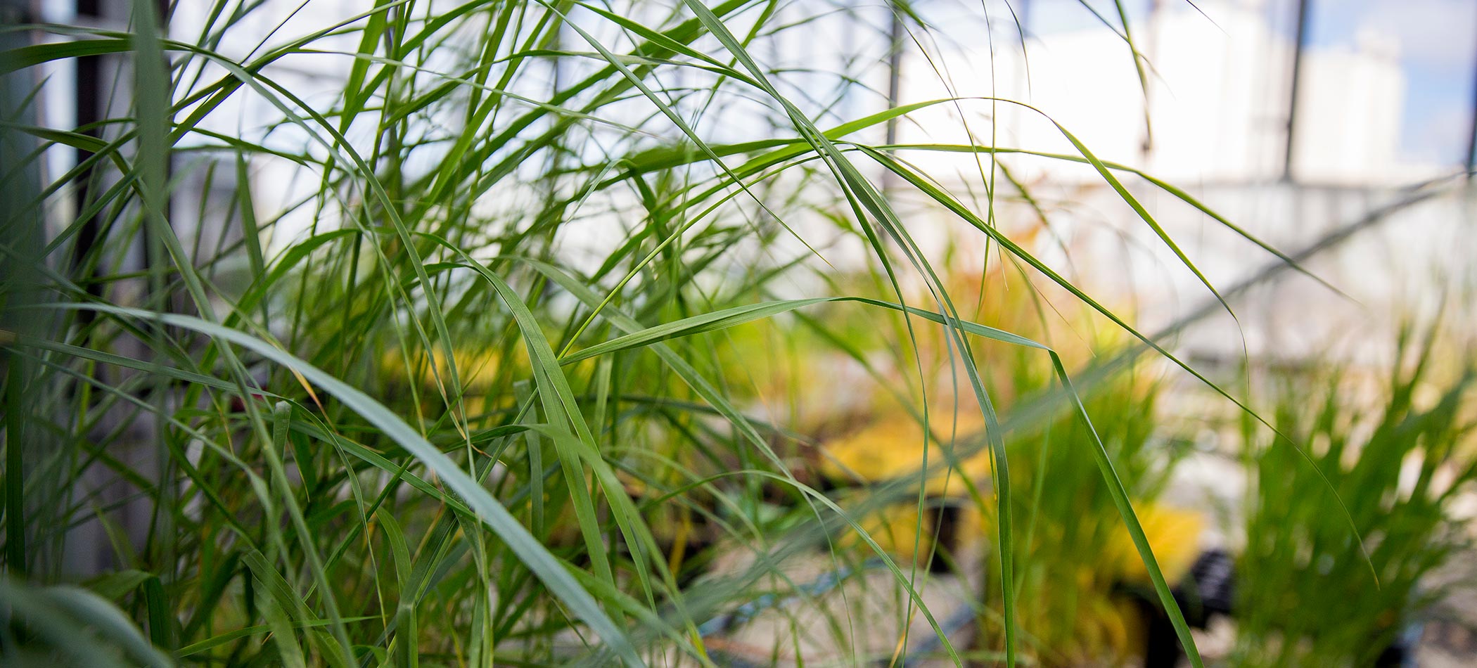 plants in the garden