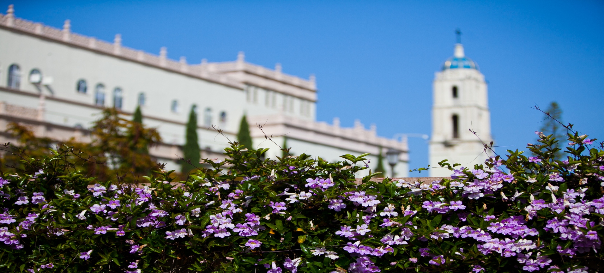 Flowers blooming on greenery near the Immaculata