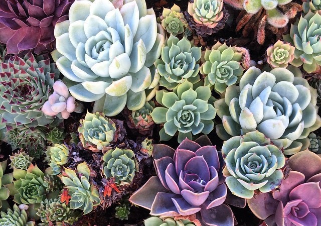 Succulent Garden