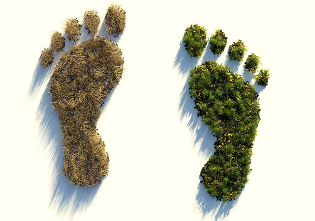 footprints made of plants