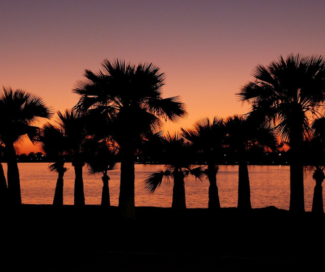 A sunset behind the silhouette of palm trees