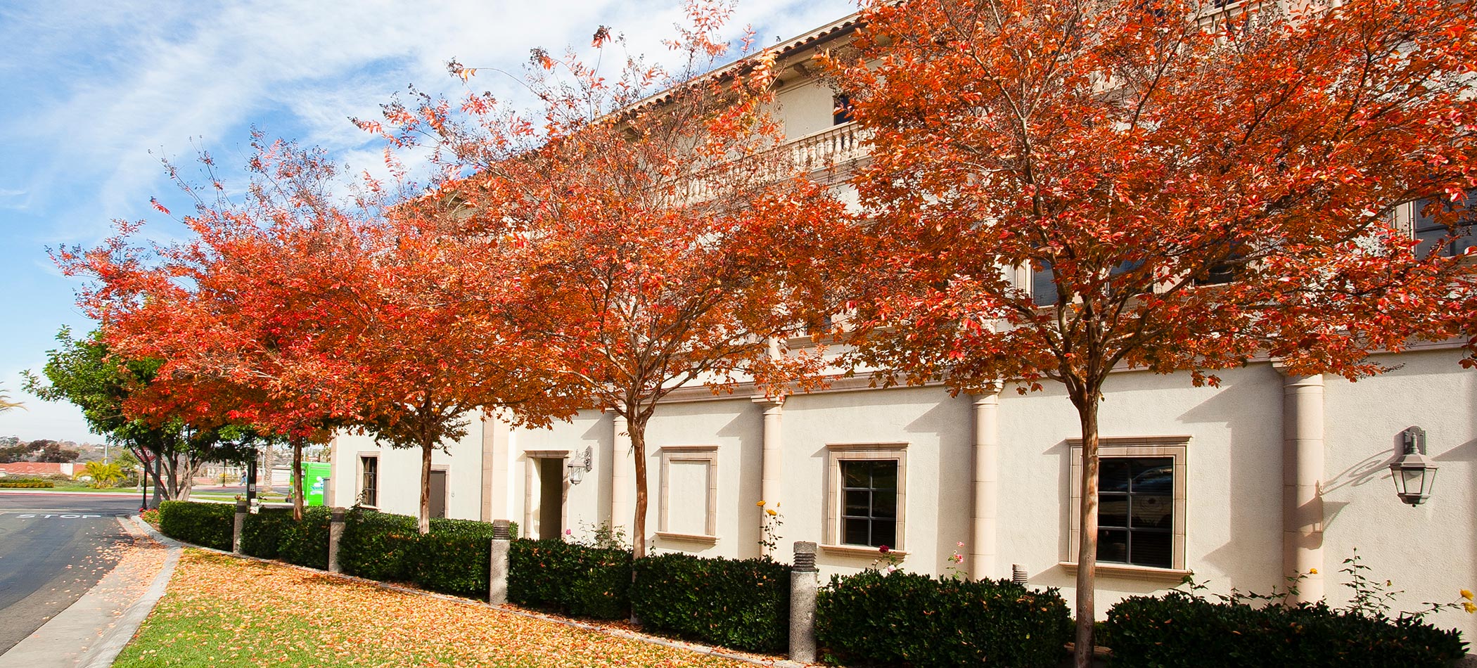 Trees outside the Degheri Alumni Center on the USD campus