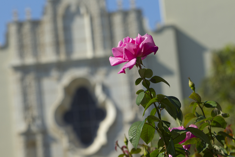 A vibrant pink rose in the forefront with USD's Immaculata Church blurred in the background