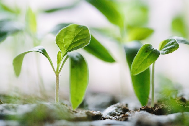 Zoomed-in view of a sprout growing from the earth 