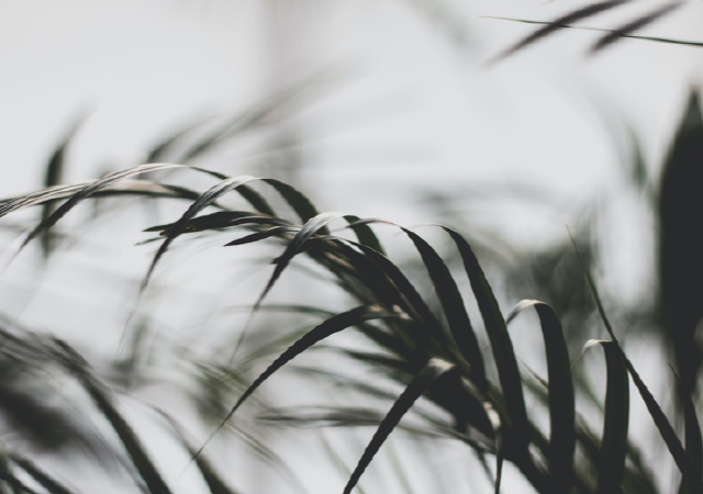 Imagery of plant leaves agains the sky