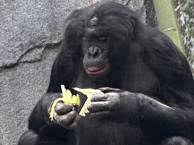 A bonobo sits calmly against a rocky backdrop, carefully peeling and examining a piece of leafy greens. Its focused expression and delicate grip highlight the species' intelligence and dexterity.