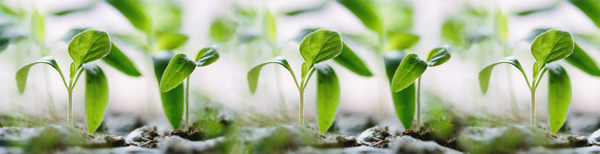 Zoomed-in view of a sprout growing from the earth 