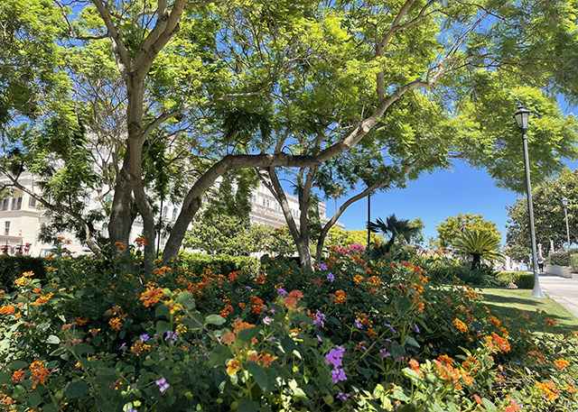 LGBTQ+ & Allies Commons