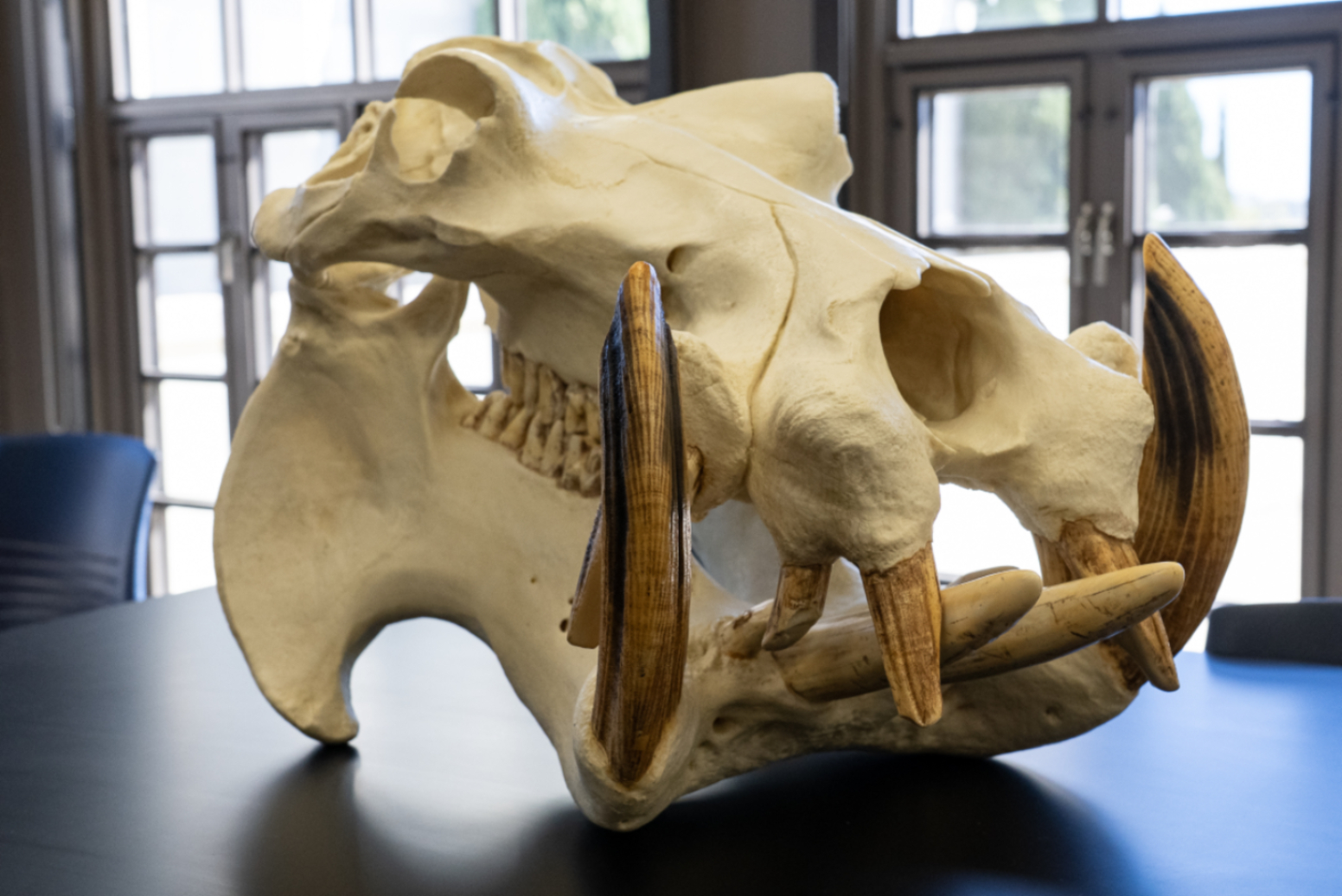 A life sized hippopotamus skull cast sits on a black tabletop, showing large curved canines and detailed bone structure.