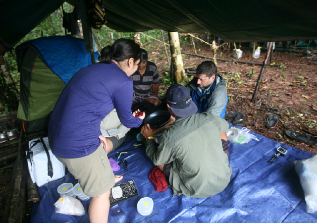 Research photo from work with frogs in Papua New Guinea