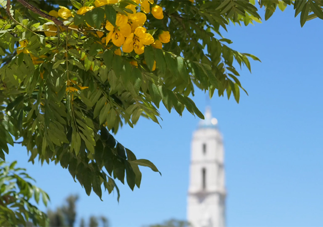 Tree with yellow flowers with the Immaculata in the background