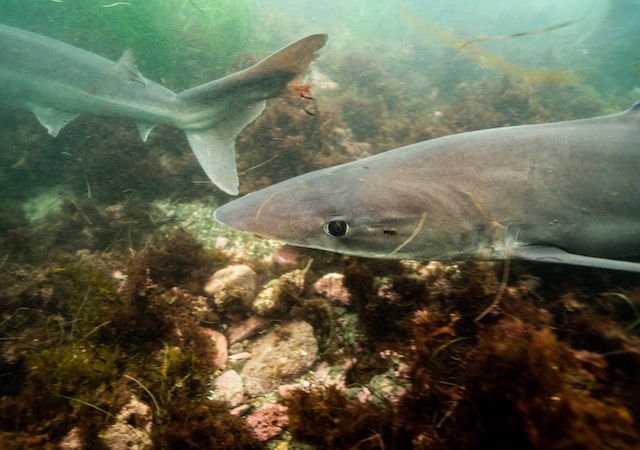 Soupfin sharks swimming in La Jolla, Calif. Photo credit: Trystan Snodgrass