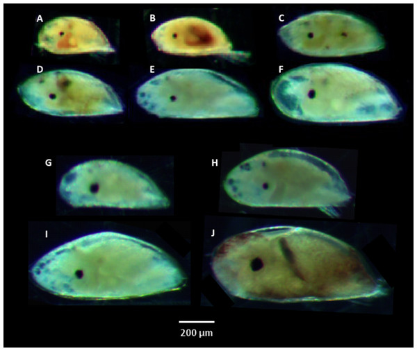 Cyprid species identified from plankton samples. (A) Pollicipes polymerus. (B) Chthamalus fissus. (C) Balanus glandula. (D) Tetraclita rubescens. (E) Balanus trigonus. (F) Megabalanus rosa. (G–J) four