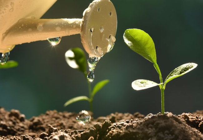 Water can pouring water on sprouting plants