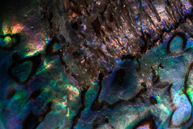 A macro view of an abalone shell