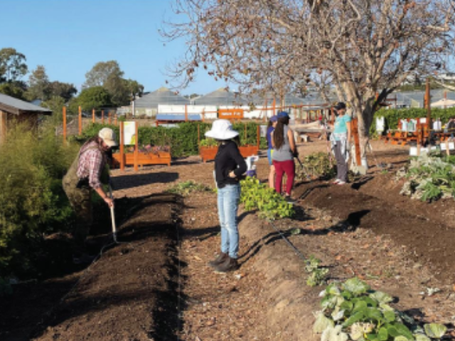 People gardening and planting plants in the soil.