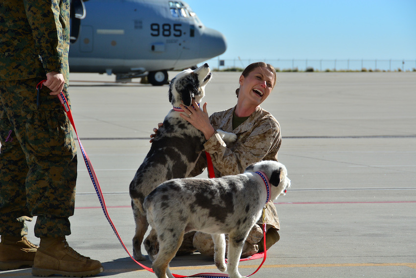 Alisa Johnson greets her dogs following deployment