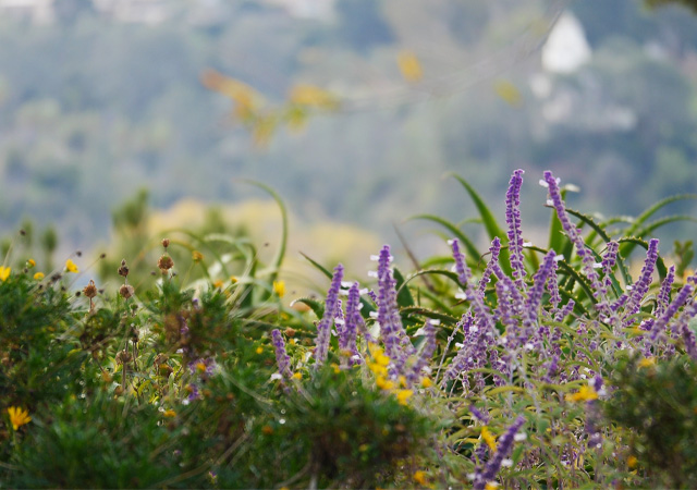 Image of flowers from the Garden of the Sea, overlooking the Presidio