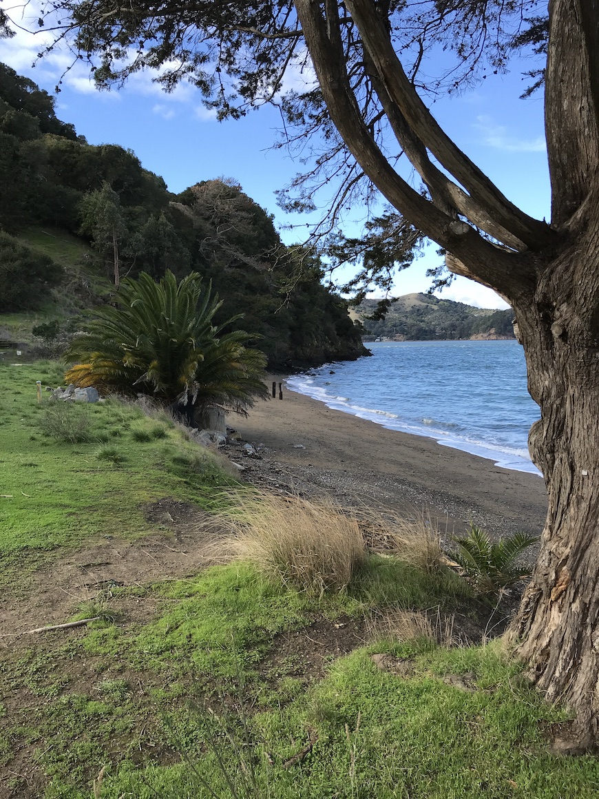 grass, beach, tree, and nature on Angel Island, CA