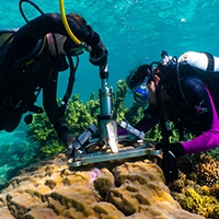 Two researchers collect coral samples