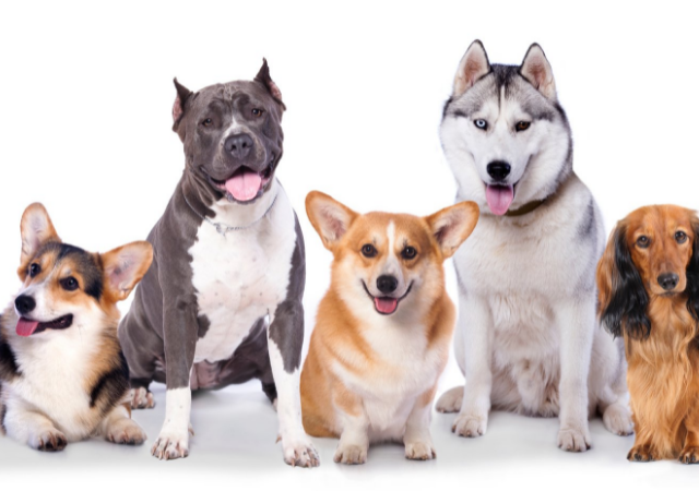 white background with photos of different breed dogs
