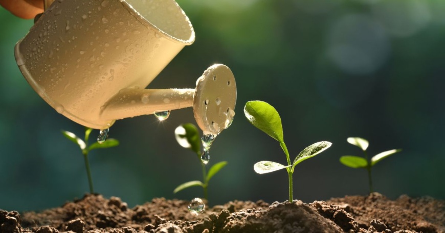 Water can pouring water on sprouting plants