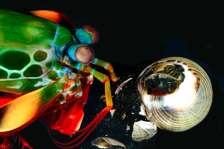 Developing best-practices to understand the kinematics of fast movements in nature