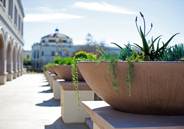Photo of plants near SOLES