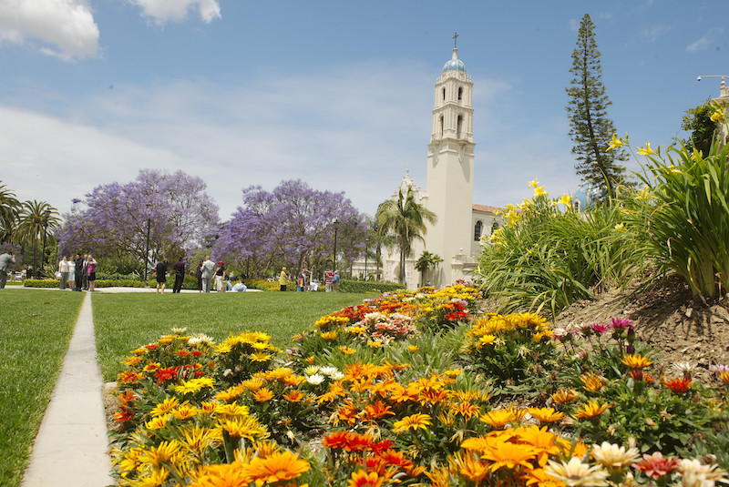 A patch of orange and yellow flowers in the foreground with the tower of USD's Immaculata Church in the background