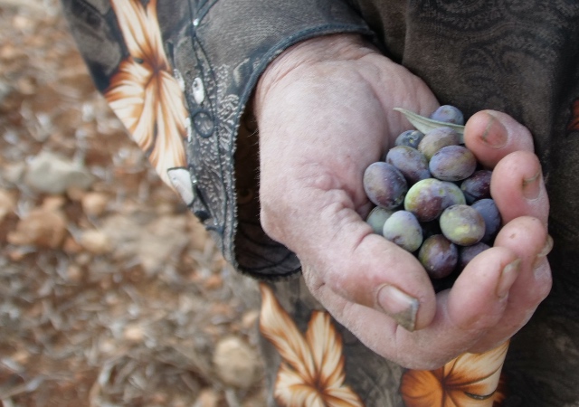 a close up of an old, weathered hand of a farmer holding olives