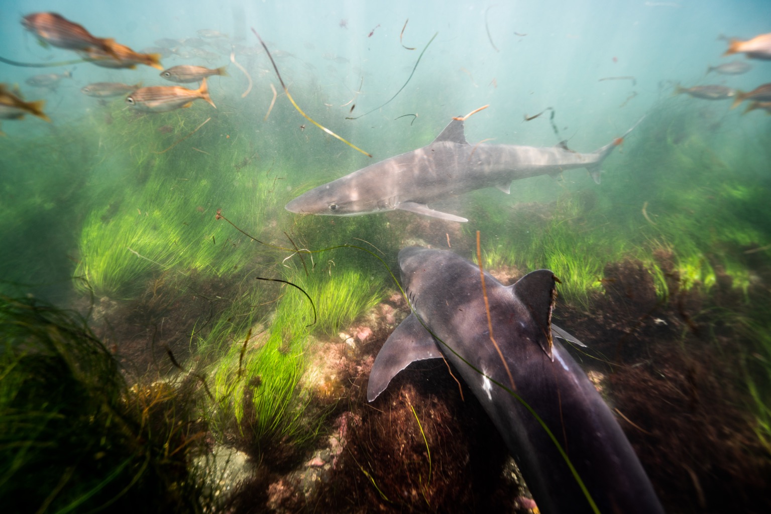 Soupfin sharks swimming in La Jolla, Calif. Photo credit: Trystan Snodgrass